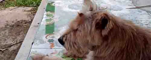 Ma chienne Nouat