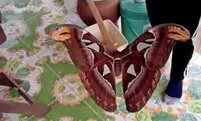 Papillon Atlas