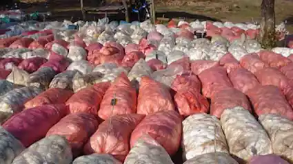 Dépôt du latex récolté destiné à la vente