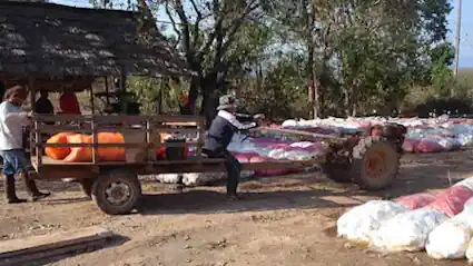 Arrivée du latex récolté, prêt pour la vente